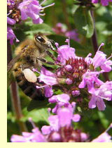 Тимьян душистый, или тимьян садовый (Thymus vilgaris L.) Тимьян душистый, или тимьян садовый (Thymus vilgaris L.)